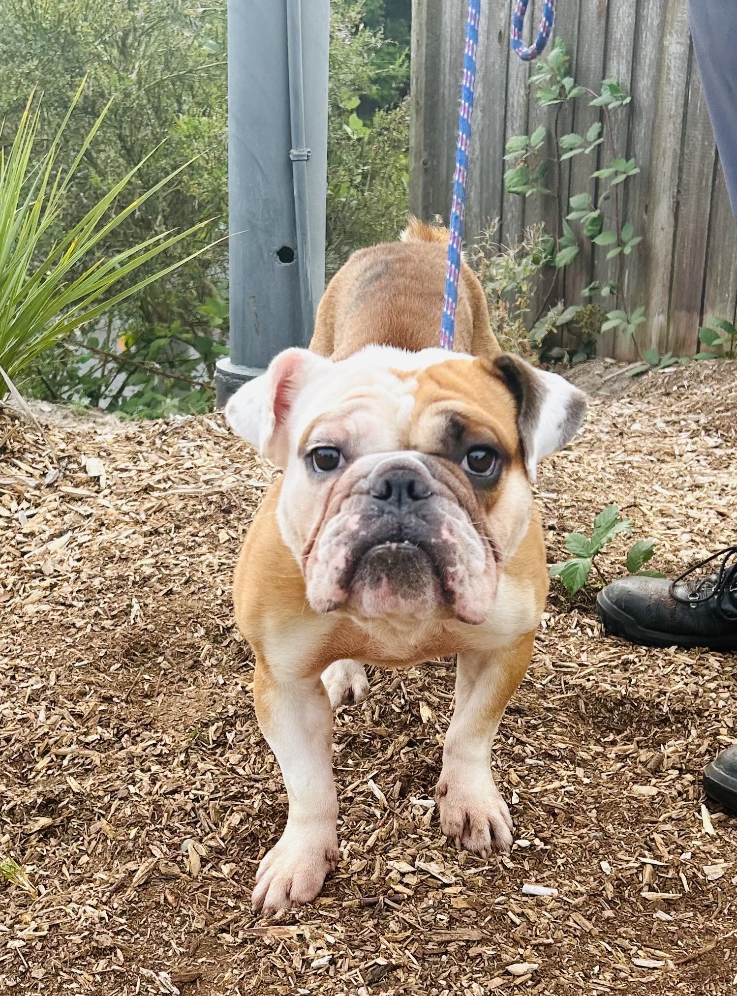 Enlarge Archie, a Adoptable mixed breed in lynnwood , WA image 1/6