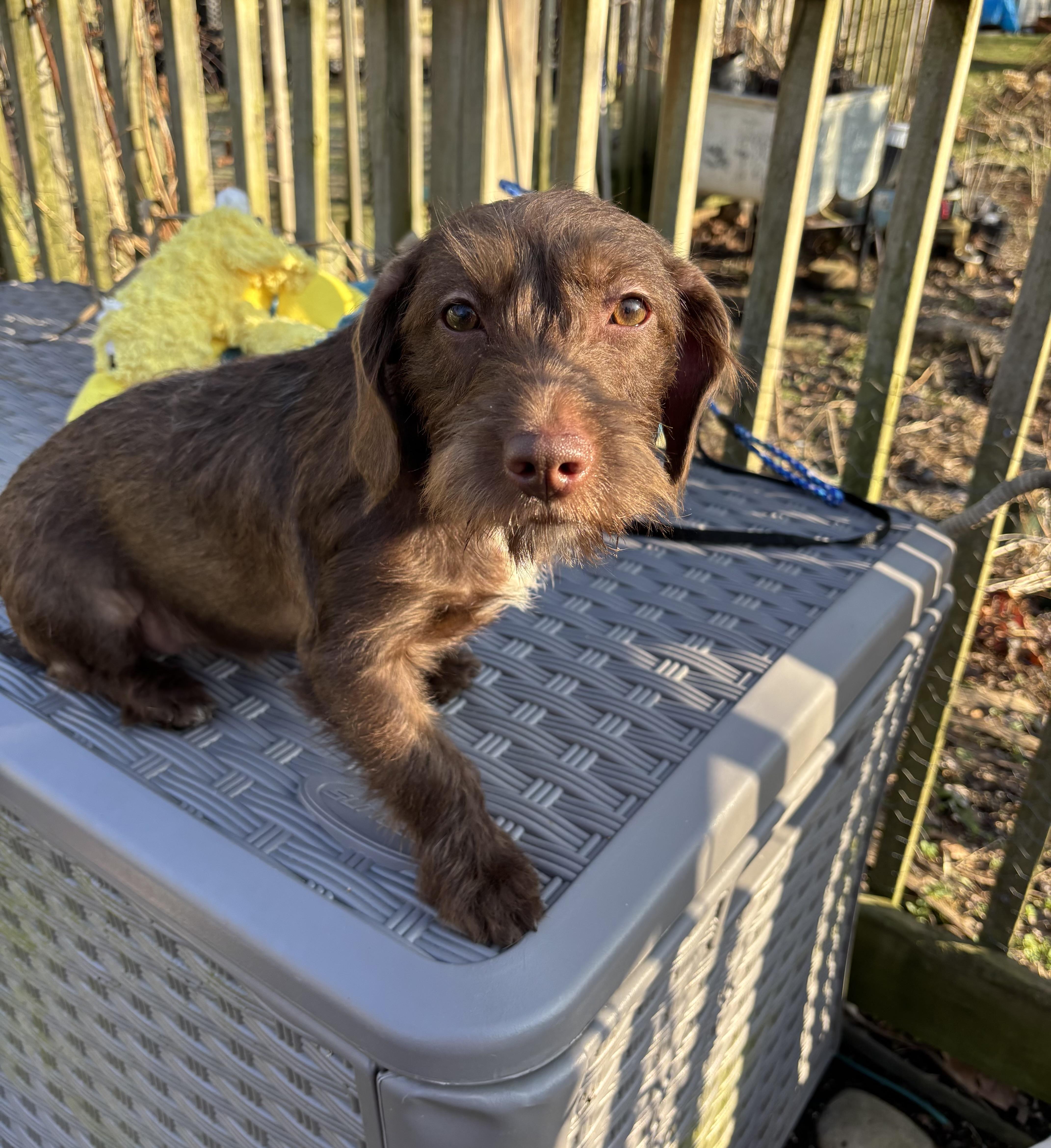 Snickerdoodle (20 lbs), an adopted Cockapoo in White Lake, MI image 3/3