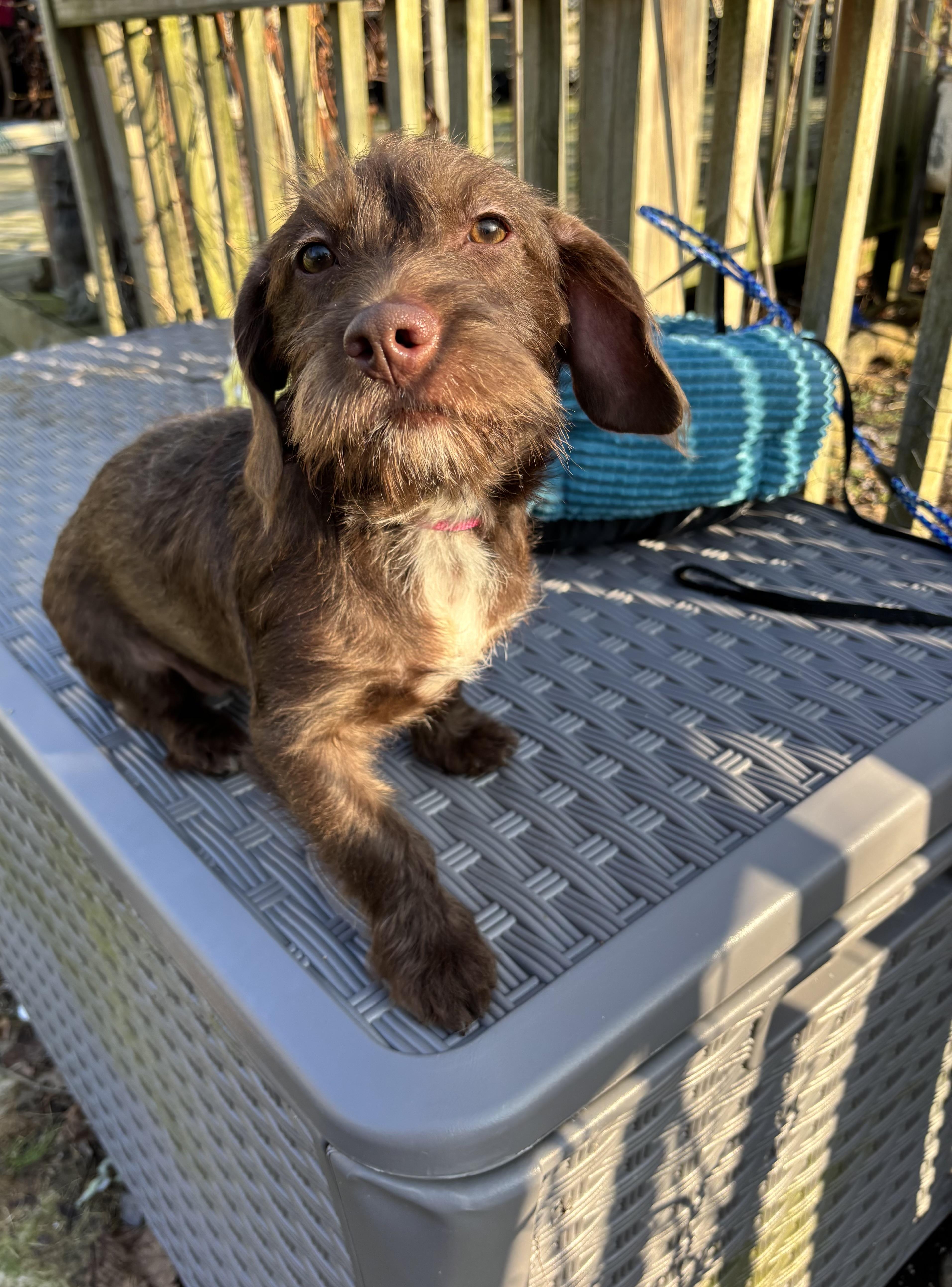 Snickerdoodle (20 lbs), an adopted Cockapoo in White Lake, MI image 2/3