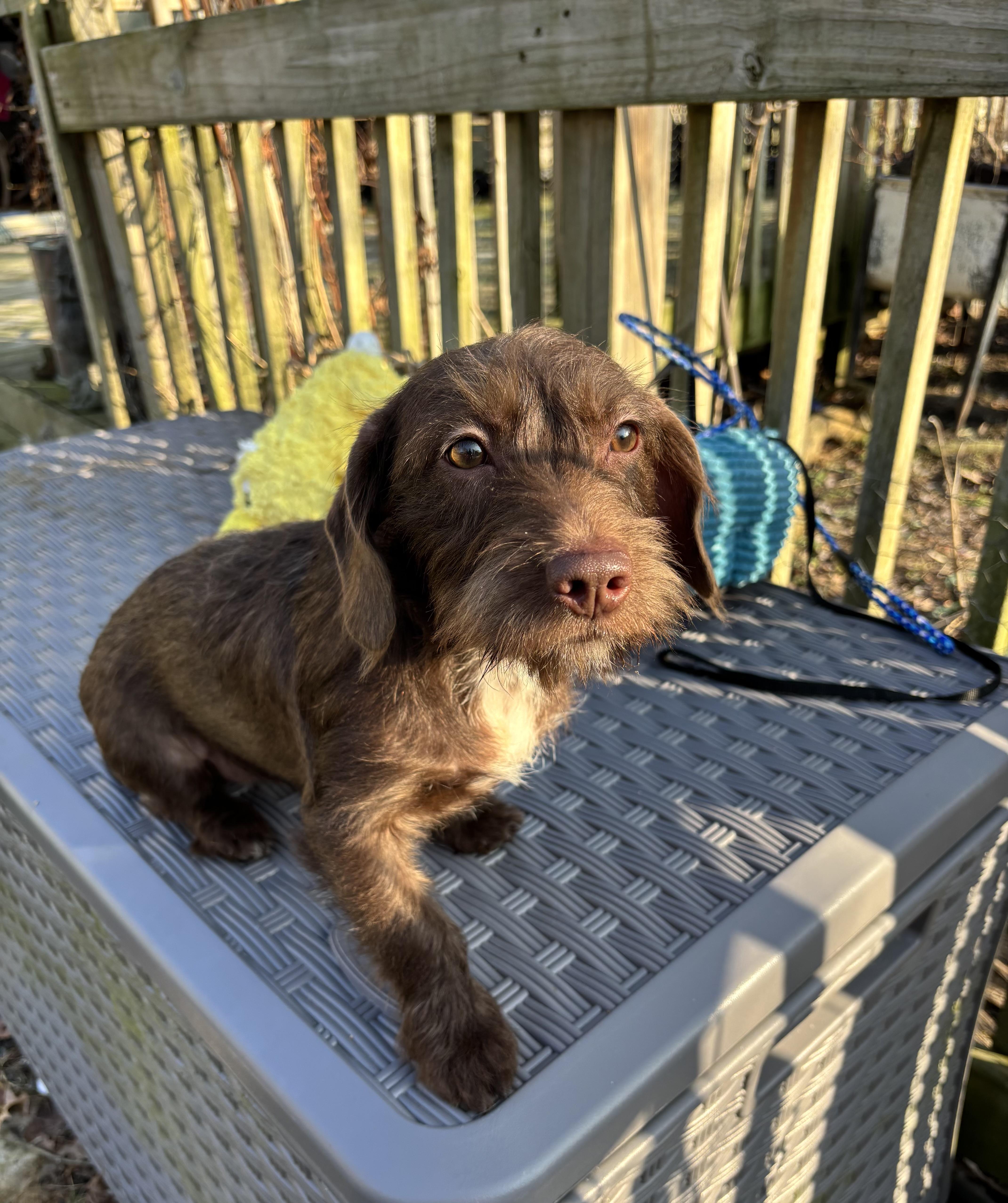 Snickerdoodle (20 lbs), adopted, Young Female Cockapoo.