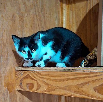 Enlarge Ace, a Adoptable Domestic Short Hair in Monterey, VA image 2/2