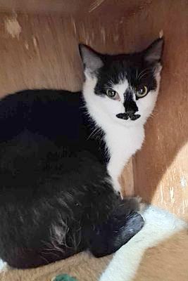 Enlarge Ace, a Adoptable Domestic Short Hair in Monterey, VA image 1/2