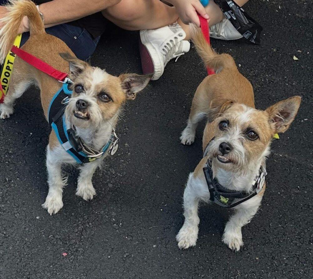 Kenny and Danny BONDED BROTHERS, Adoptable, Young Male Terrier.