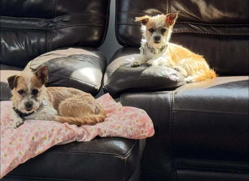 Kenny and Danny BONDED BROTHERS, a Adoptable Terrier in Huntington, NY image 3/6