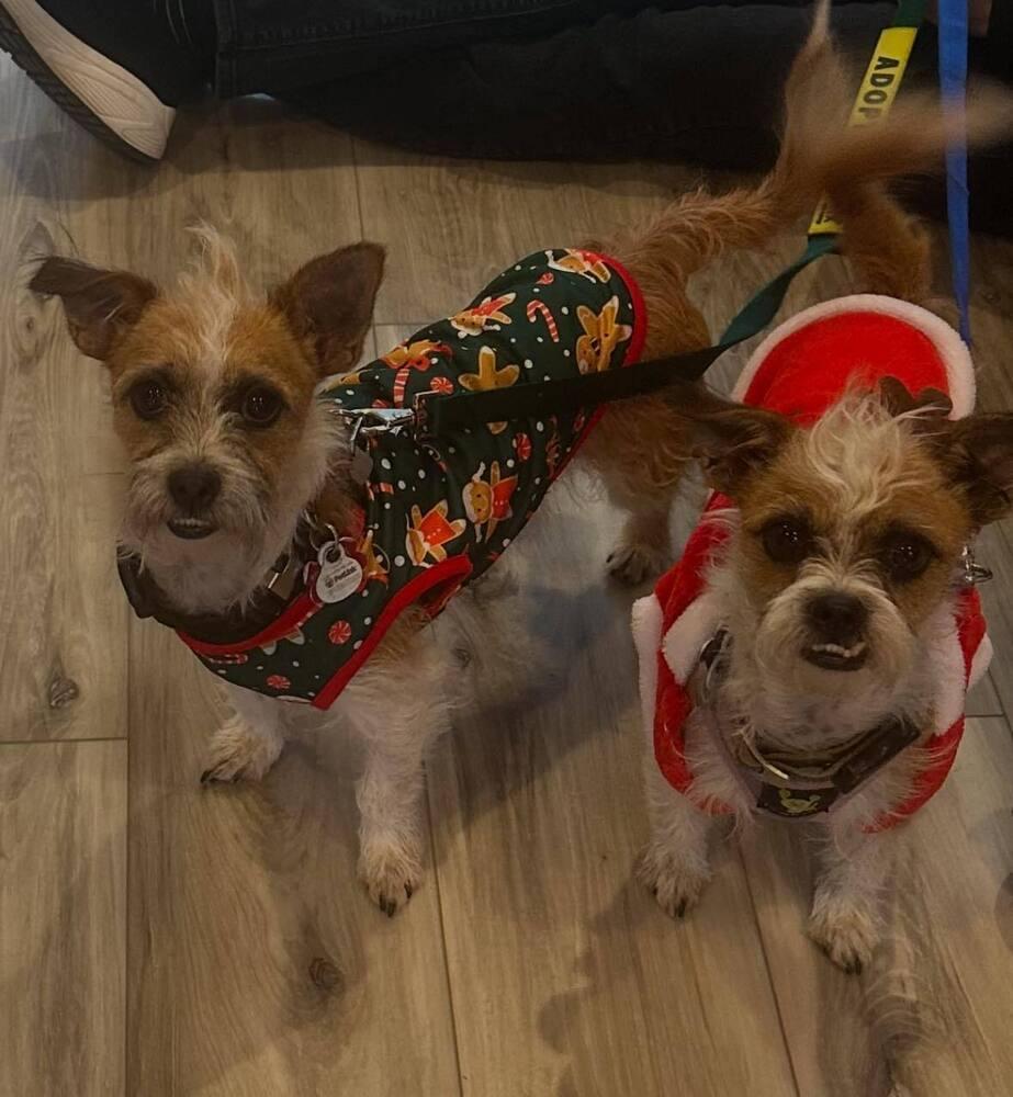 Kenny and Danny BONDED BROTHERS, a Adoptable Terrier in Huntington, NY image 4/6