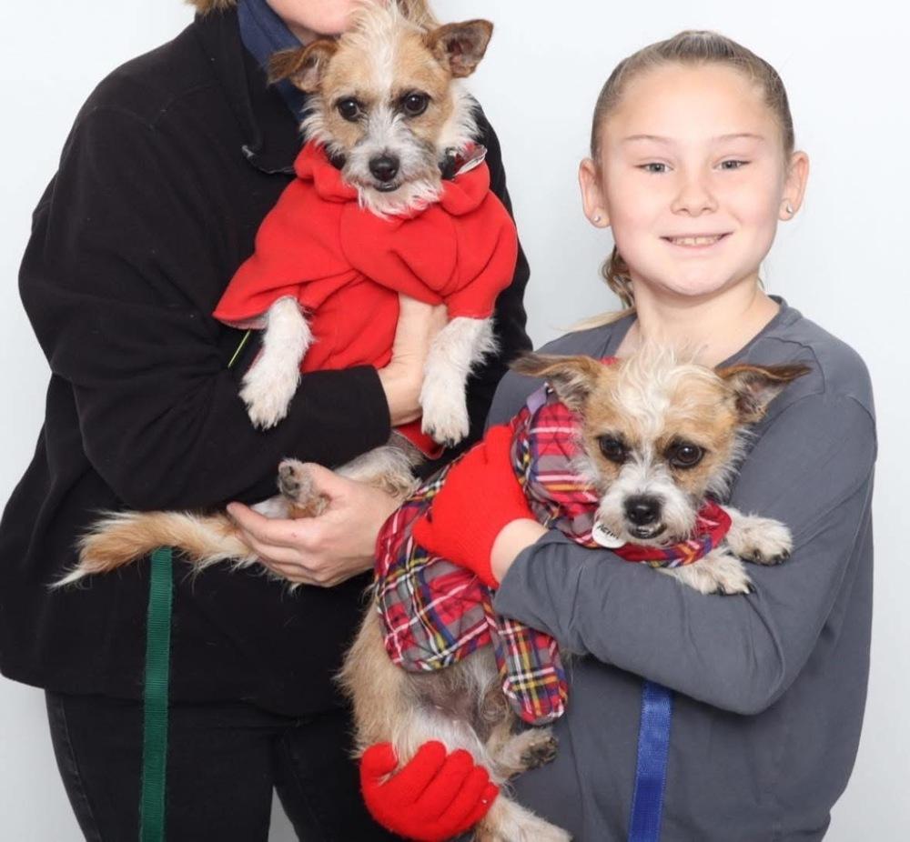 Kenny and Danny BONDED BROTHERS, a Adoptable Terrier in Huntington, NY image 6/6