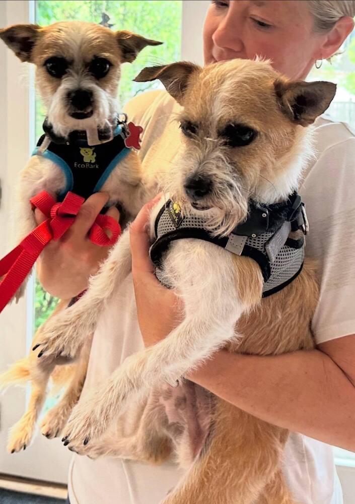 Enlarge Kenny and Danny BONDED BROTHERS, a Adoptable Terrier in Huntington, NY image 6/6