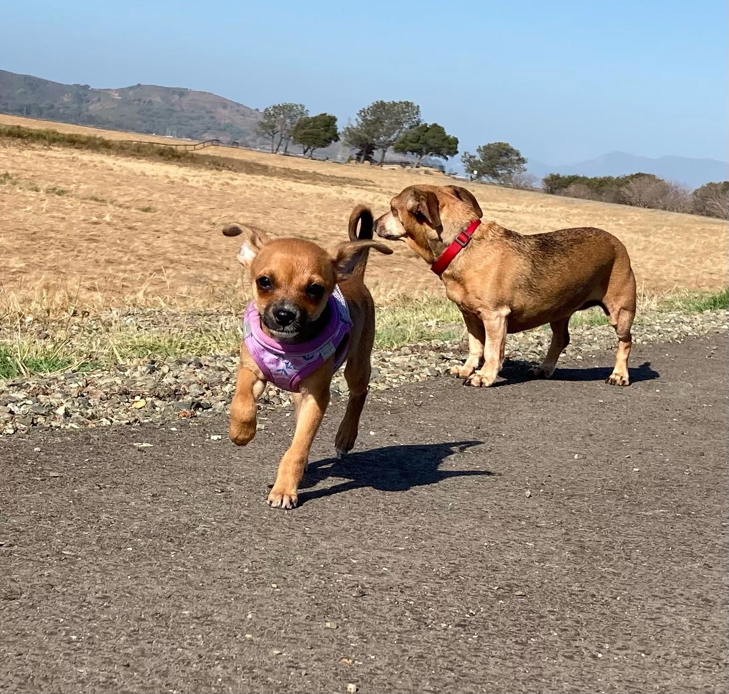 Riff Raff, a Adoptable Chihuahua in Emeryville, CA image 2/4