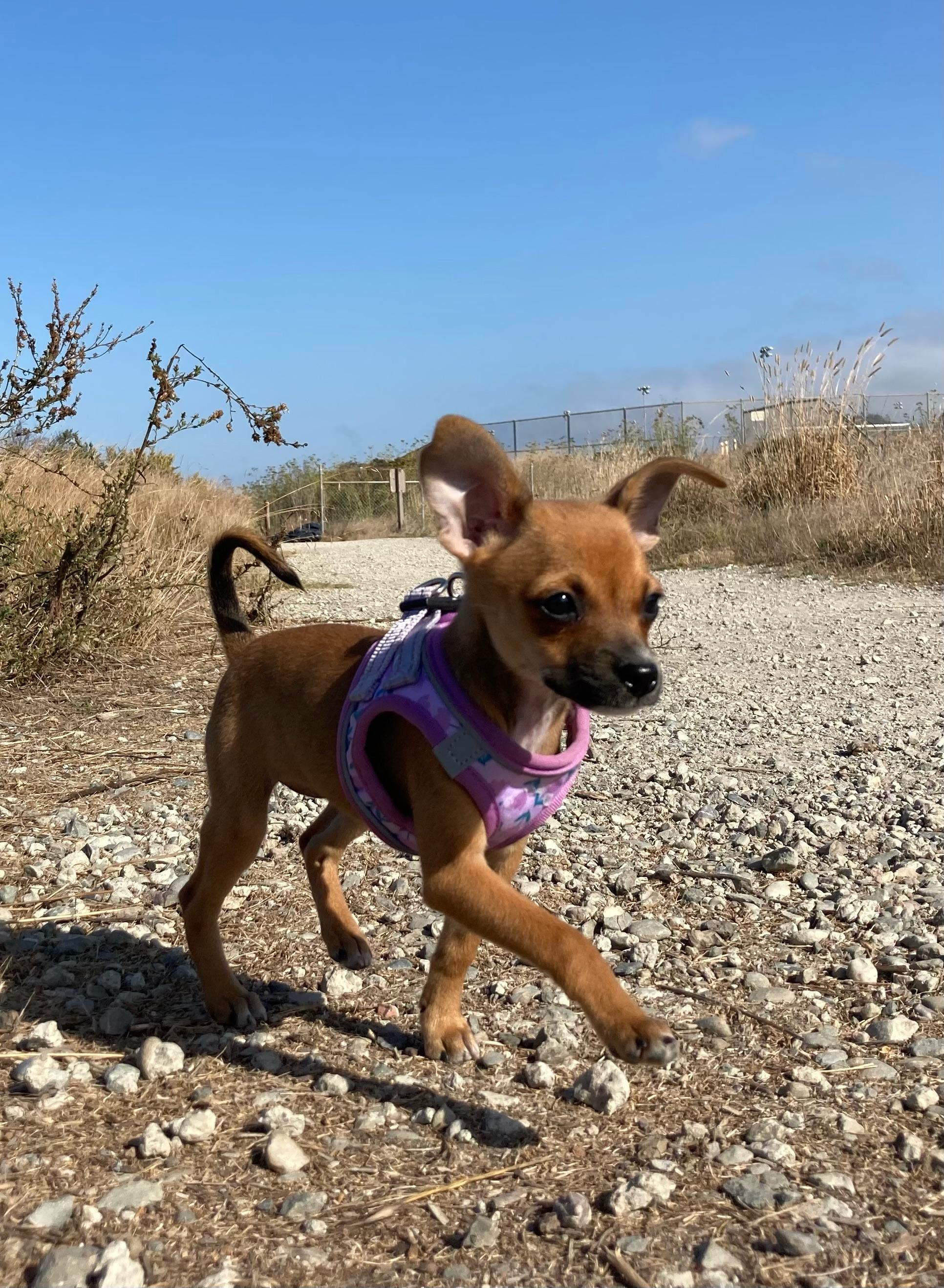 Riff Raff, a Adoptable Chihuahua in Emeryville, CA image 3/4