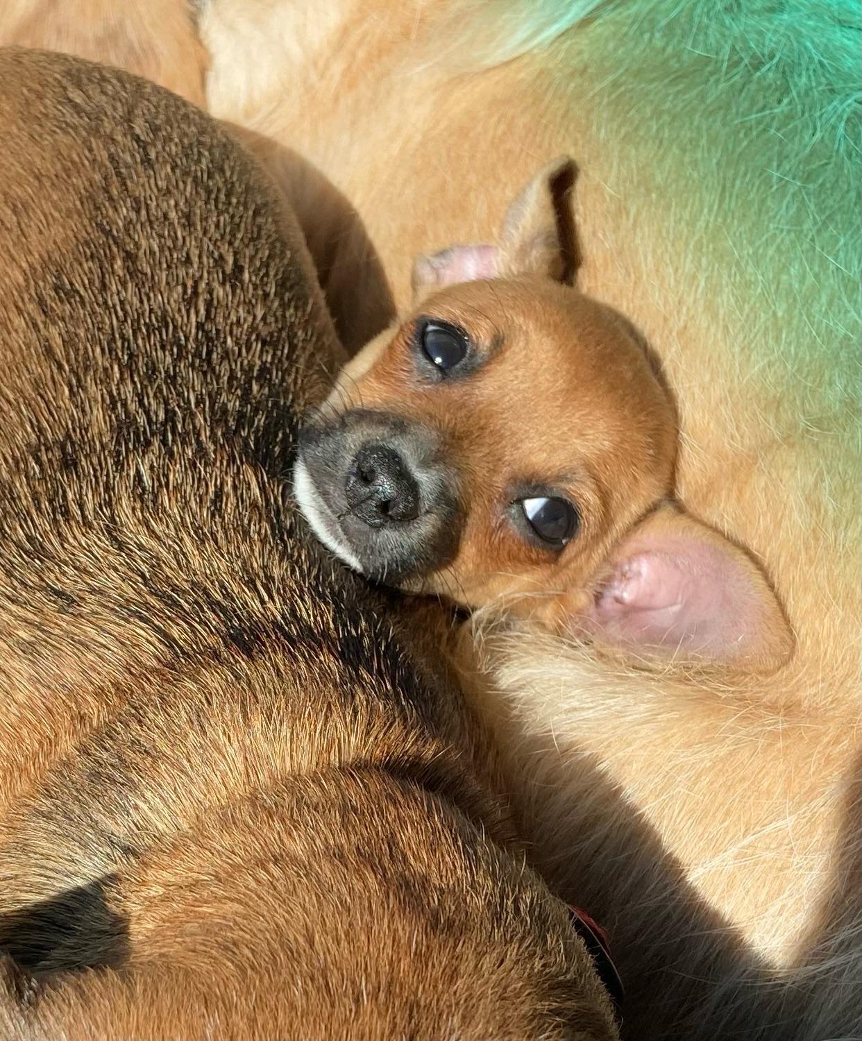 Riff Raff, Adoptable, Puppy Female Chihuahua.