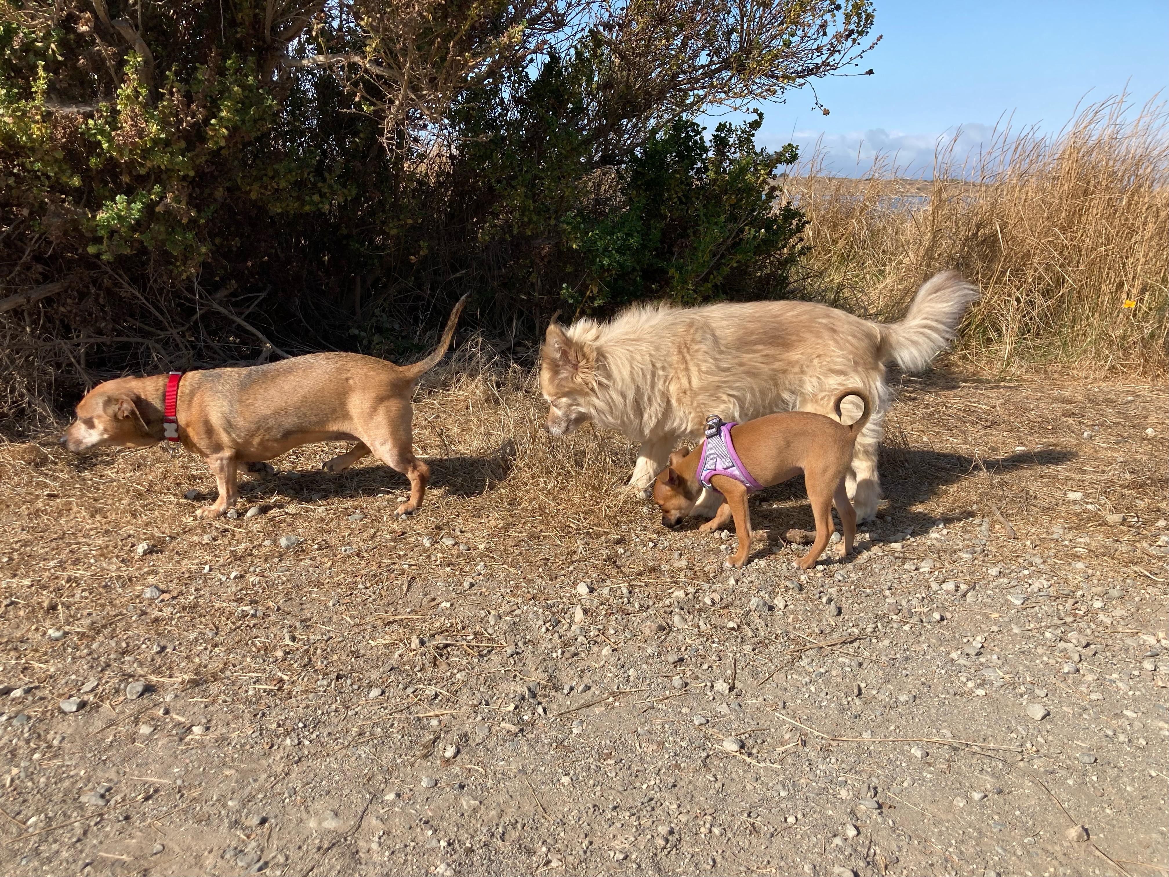 Riff Raff, a Adoptable Chihuahua in Emeryville, CA image 4/4
