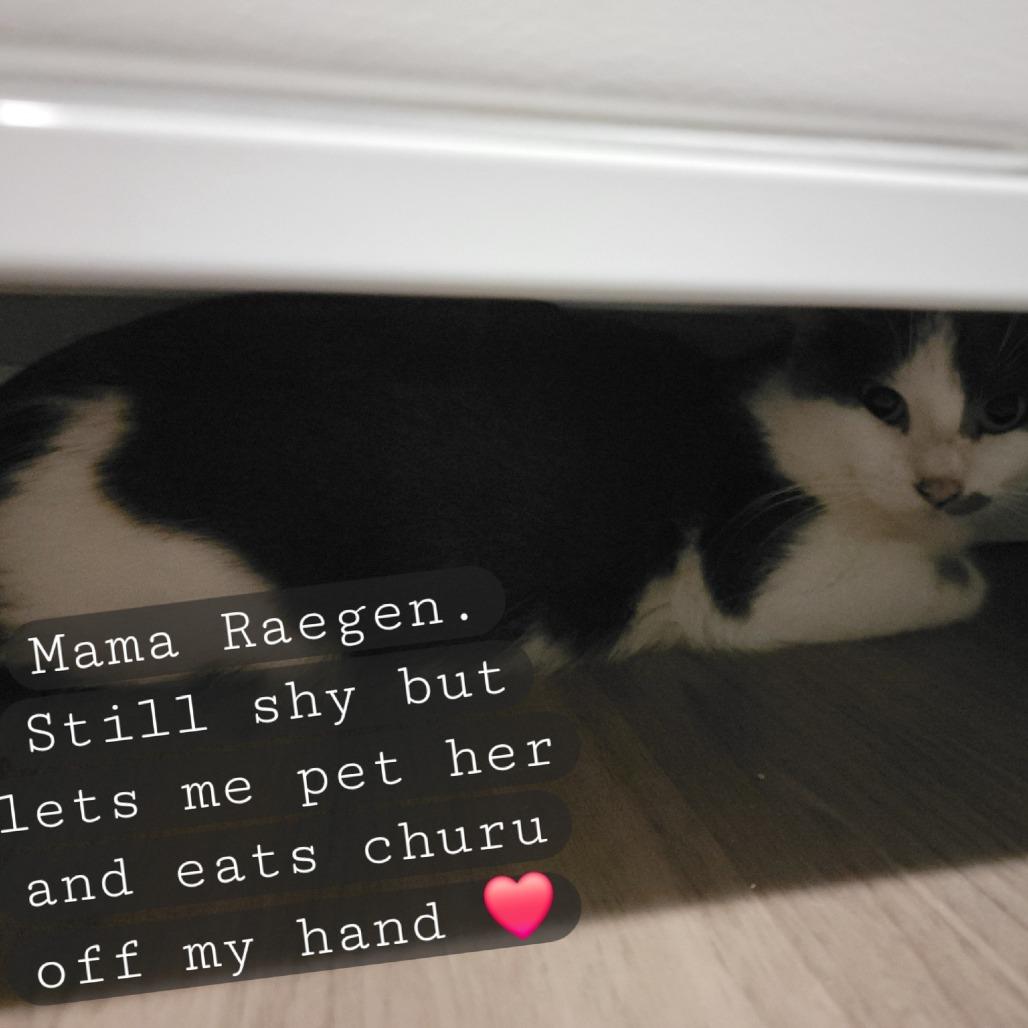 Raegen--In Foster, Adoptable, Adult Female Domestic Short Hair.