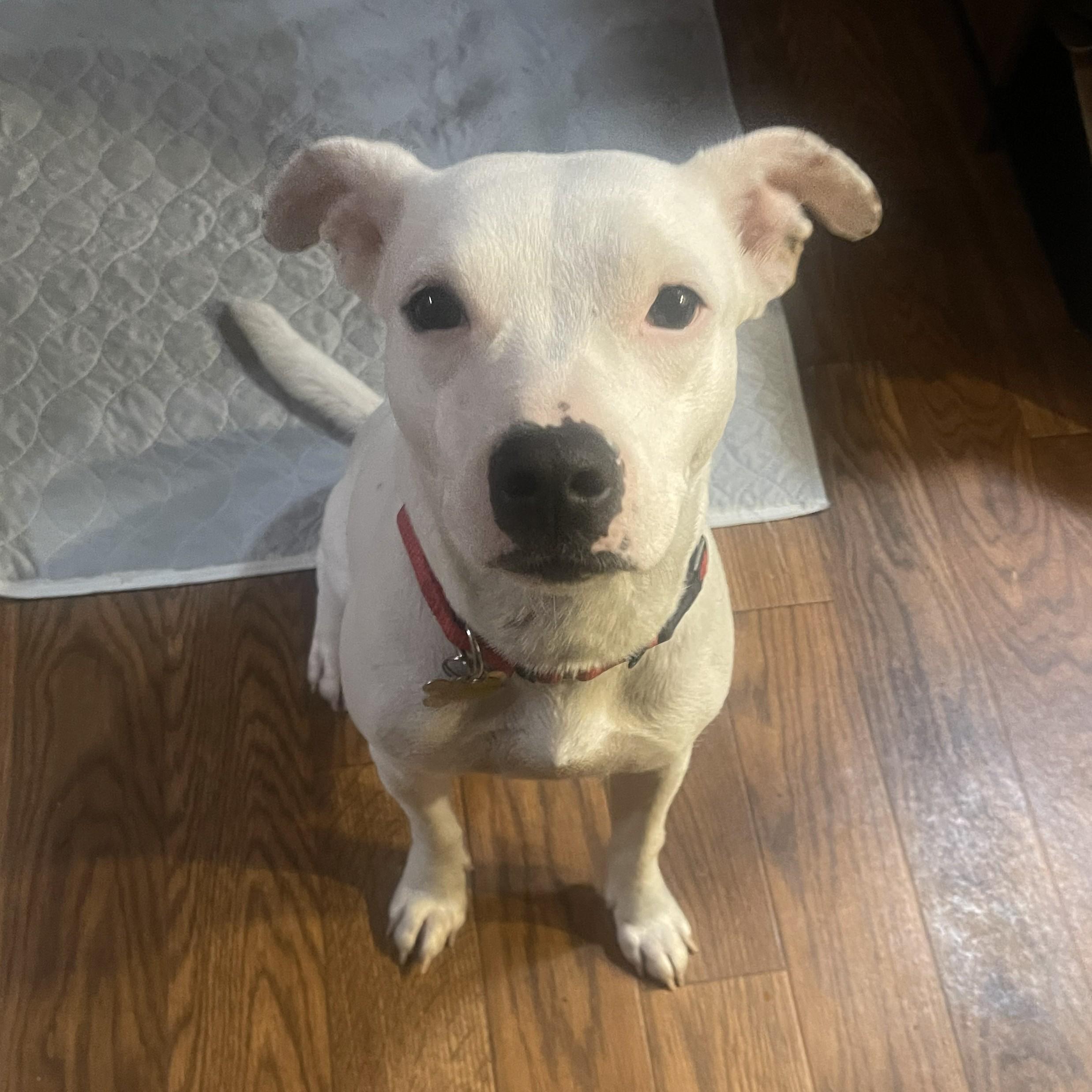 Cheyanne (adoption pending), a ADOPTABLE mixed breed in Albany, NY image 4/4