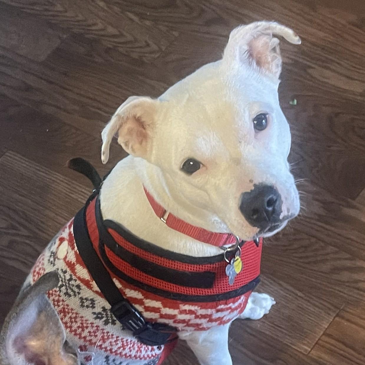 Cheyanne (adoption pending), a ADOPTABLE mixed breed in Albany, NY image 1/4