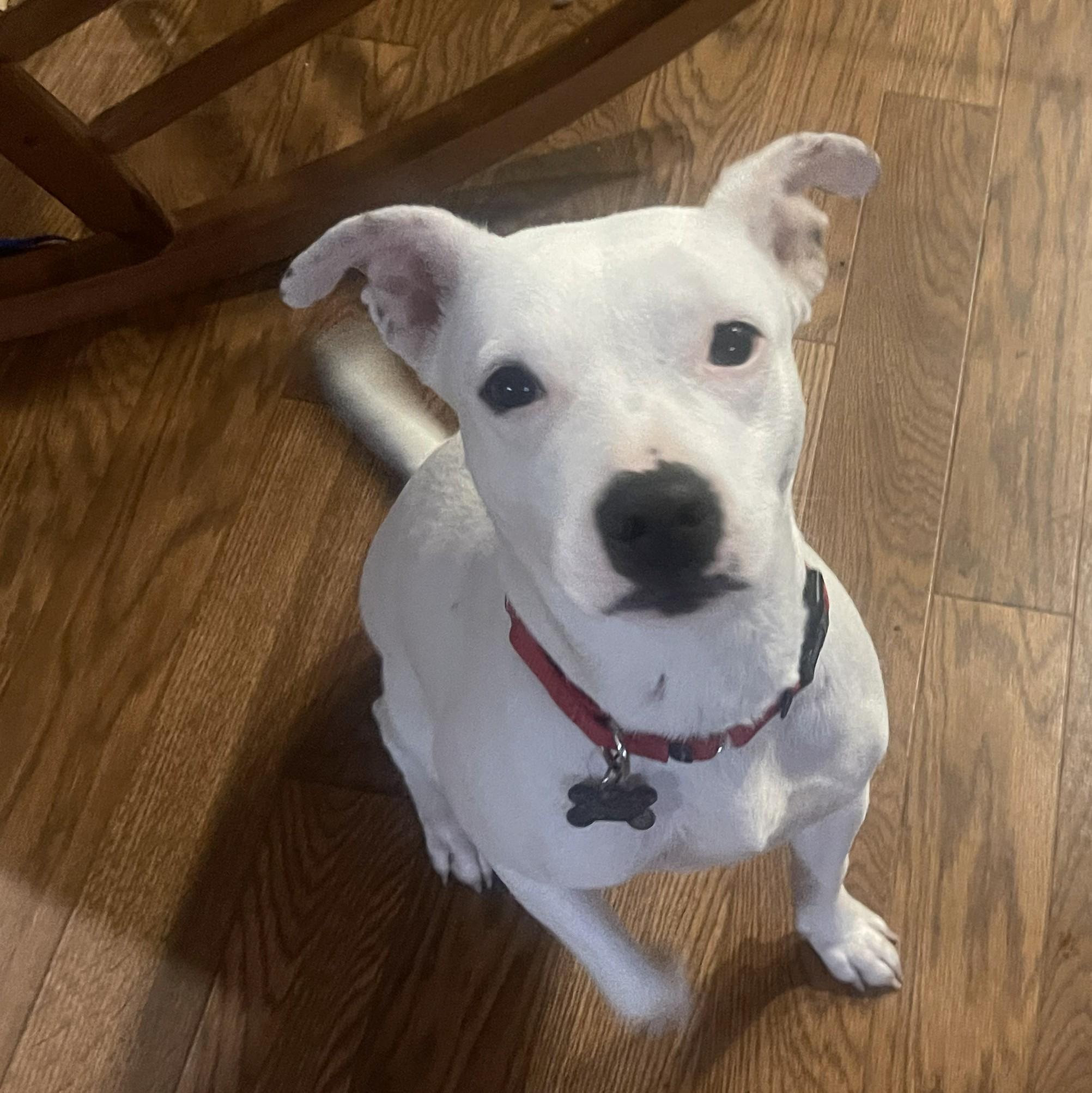 Cheyanne (adoption pending), a ADOPTABLE mixed breed in Albany, NY image 2/4