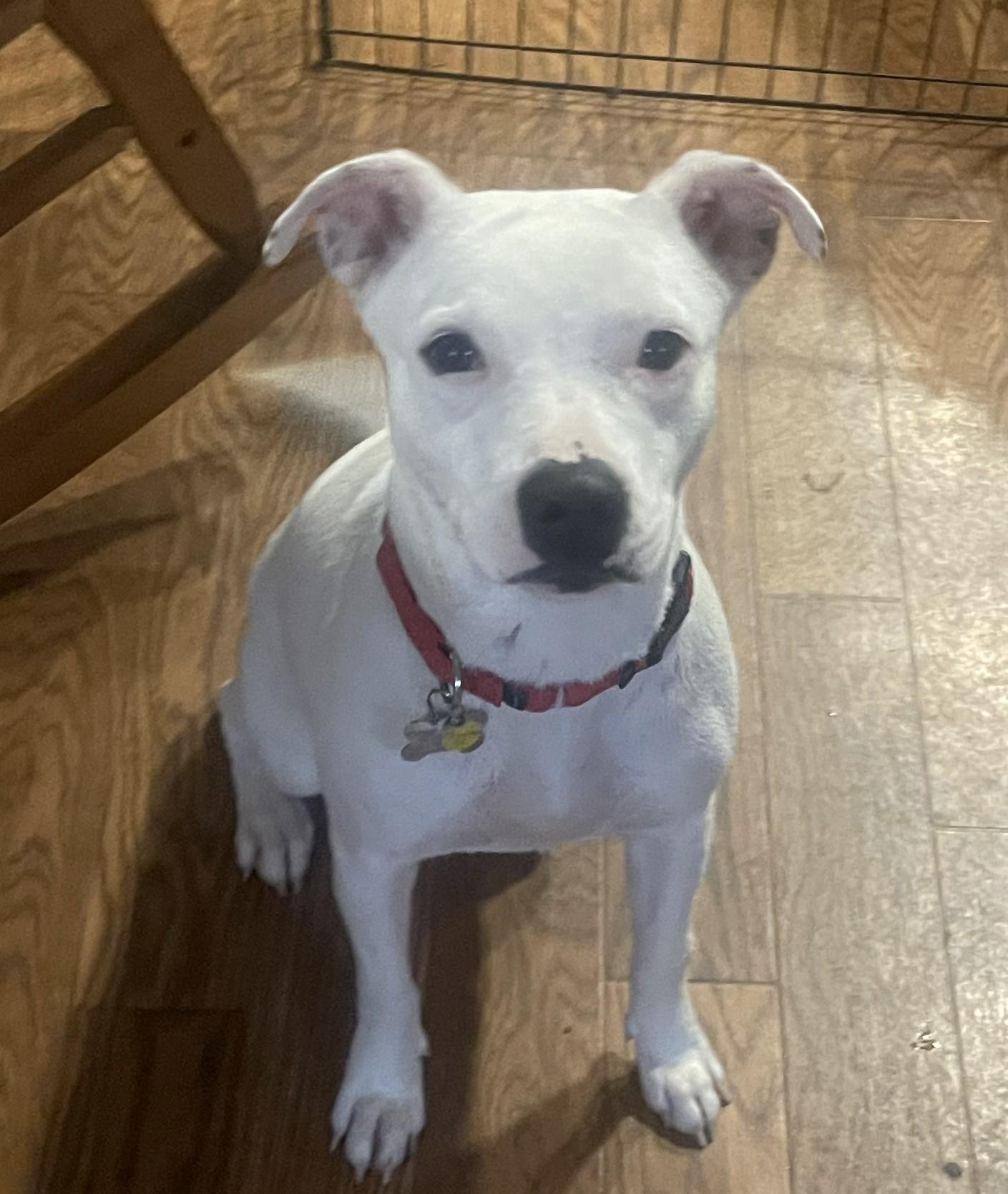 Cheyanne (adoption pending), a ADOPTABLE mixed breed in Albany, NY image 3/4