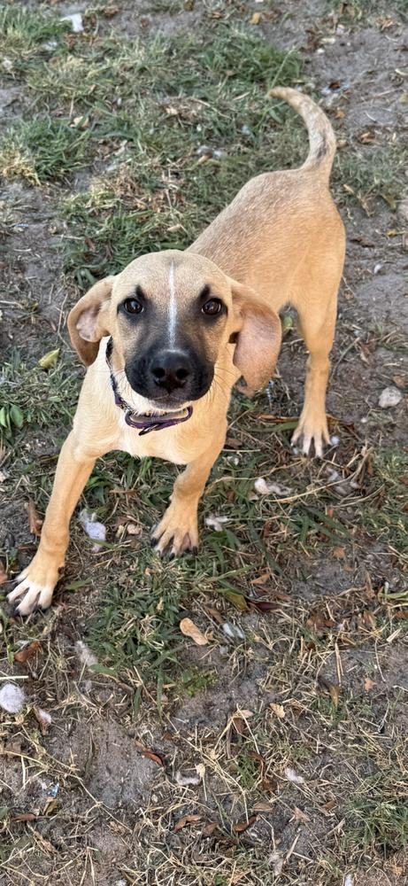 Enlarge Shelton, a Adoptable mixed breed in West Palm Beach, FL image 2/5
