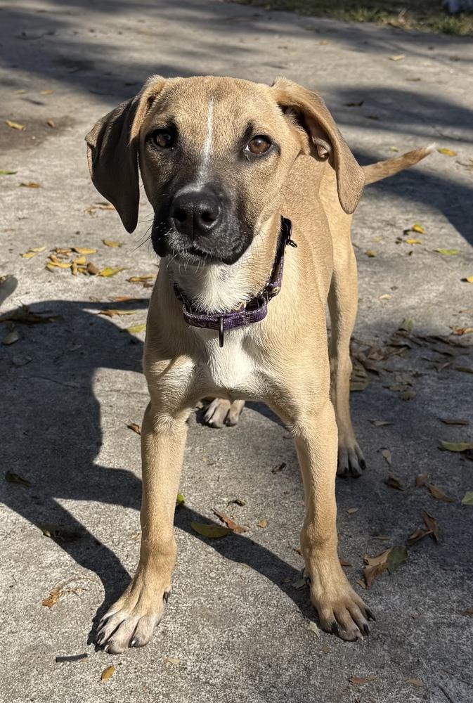 Enlarge Shelton, a Adoptable mixed breed in West Palm Beach, FL image 3/5