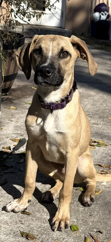Enlarge Shelton, a Adoptable mixed breed in West Palm Beach, FL image 4/5