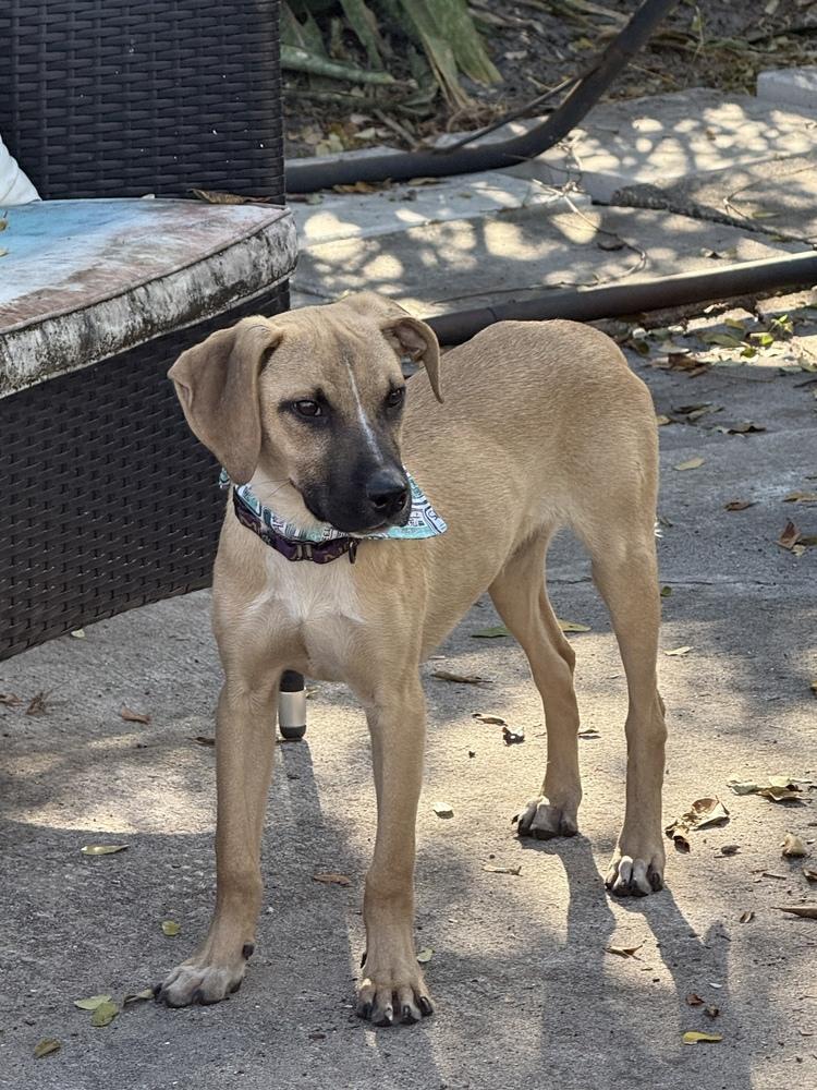 Enlarge Shelton, a Adoptable mixed breed in West Palm Beach, FL image 5/5