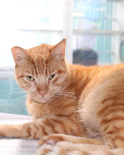 Jay Jay, Adoptable, Adult Male Domestic Short Hair & Domestic Short Hair.