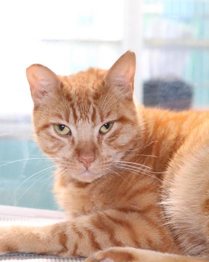 Enlarge Jay Jay, a Adoptable mixed breed in New Orleans, LA image 2/2