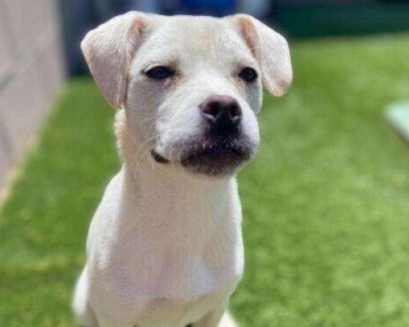 Jojo Jellybean the Sweetest Girl with the Best Smile — thumbnail 2