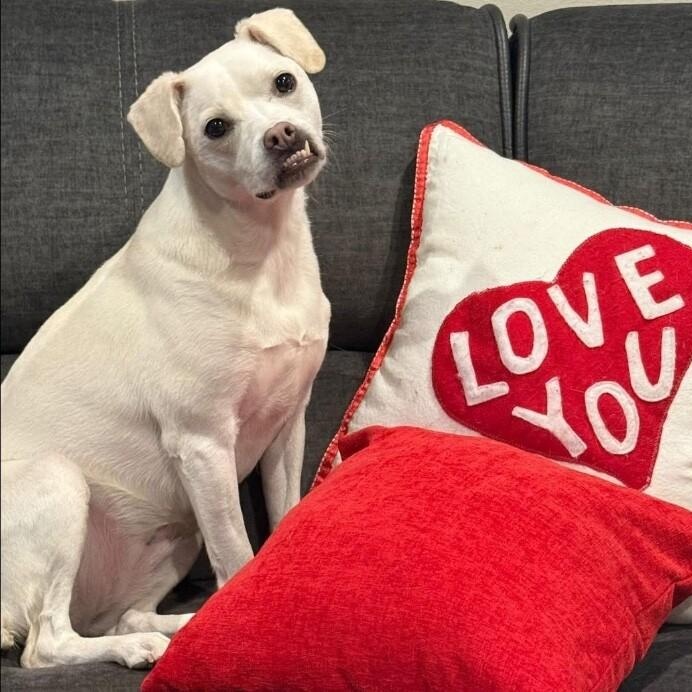 Jojo Jellybean the Sweetest Girl with the Best Smile — thumbnail 5