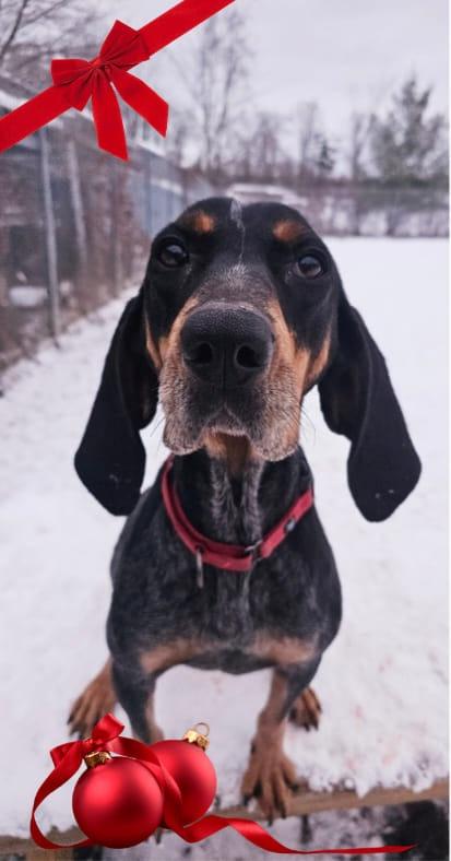 Enlarge Blakely, a Adoptable Bluetick Coonhound in Sprakers, NY image 2/4