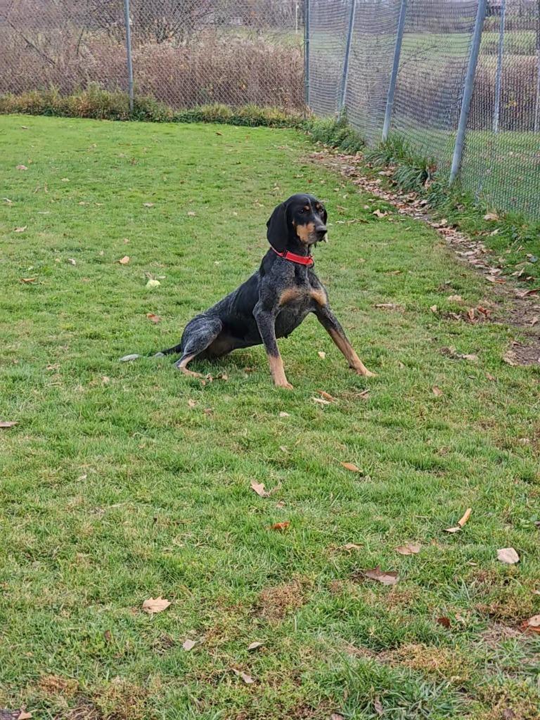 Enlarge Blakely, a Adoptable Bluetick Coonhound in Sprakers, NY image 3/4
