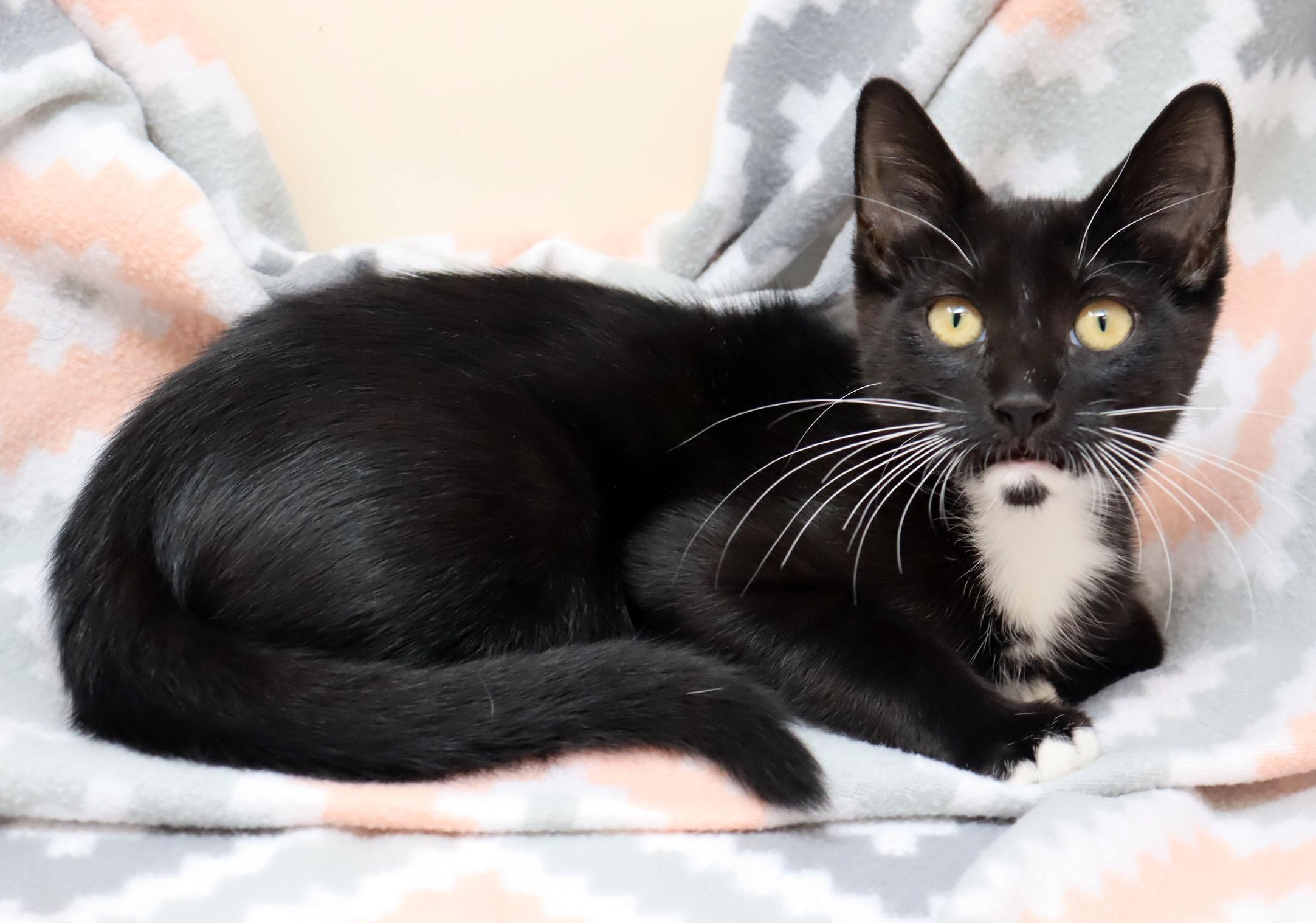 Fishhook, a ADOPTABLE Domestic Short Hair in Tierra Verde, FL image 2/3
