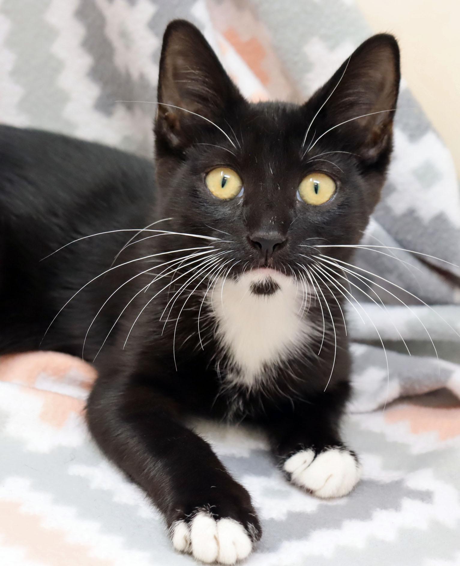 Fishhook, ADOPTABLE, Kitten Female Domestic Short Hair.