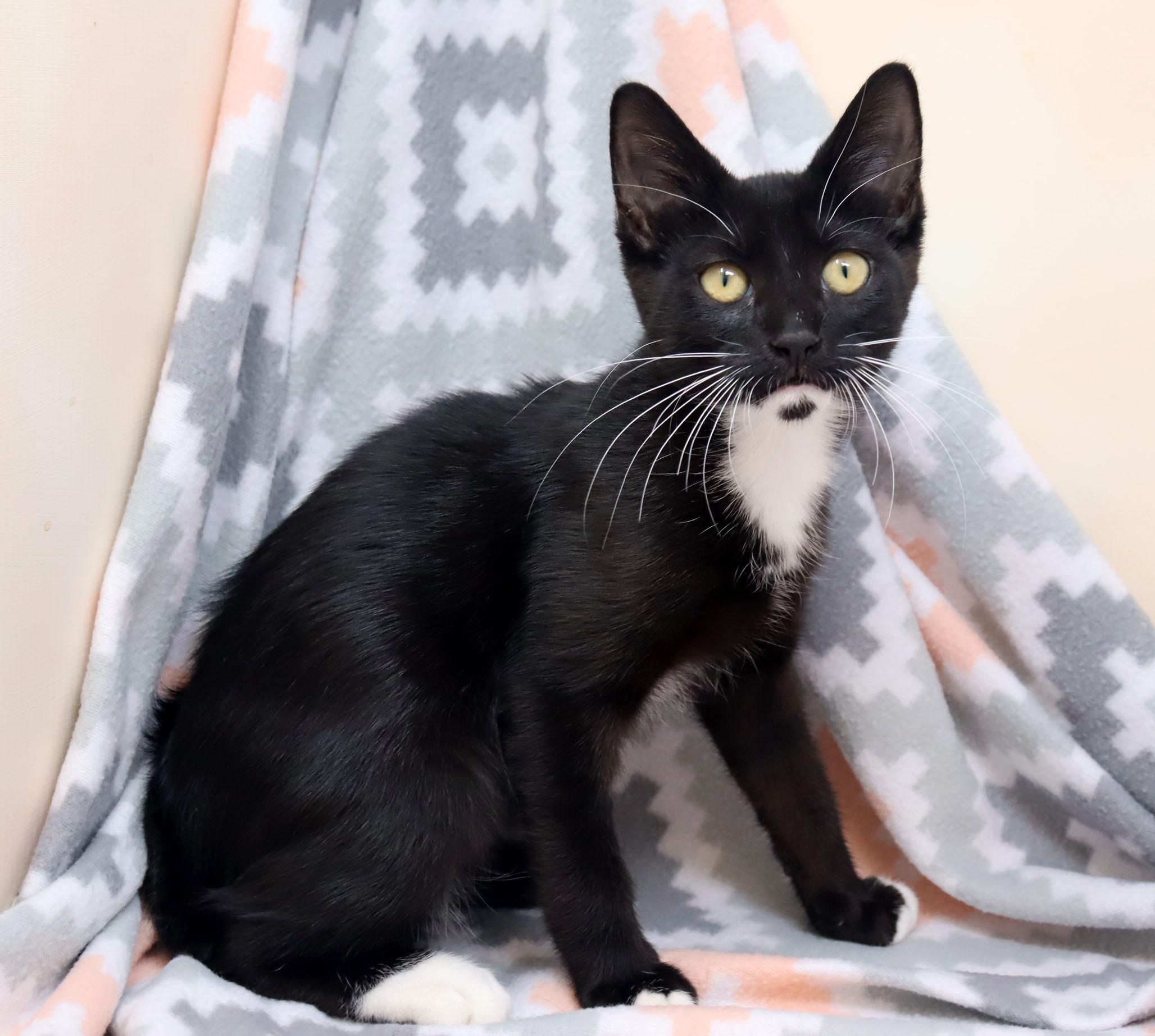 Fishhook, a ADOPTABLE Domestic Short Hair in Tierra Verde, FL image 3/3