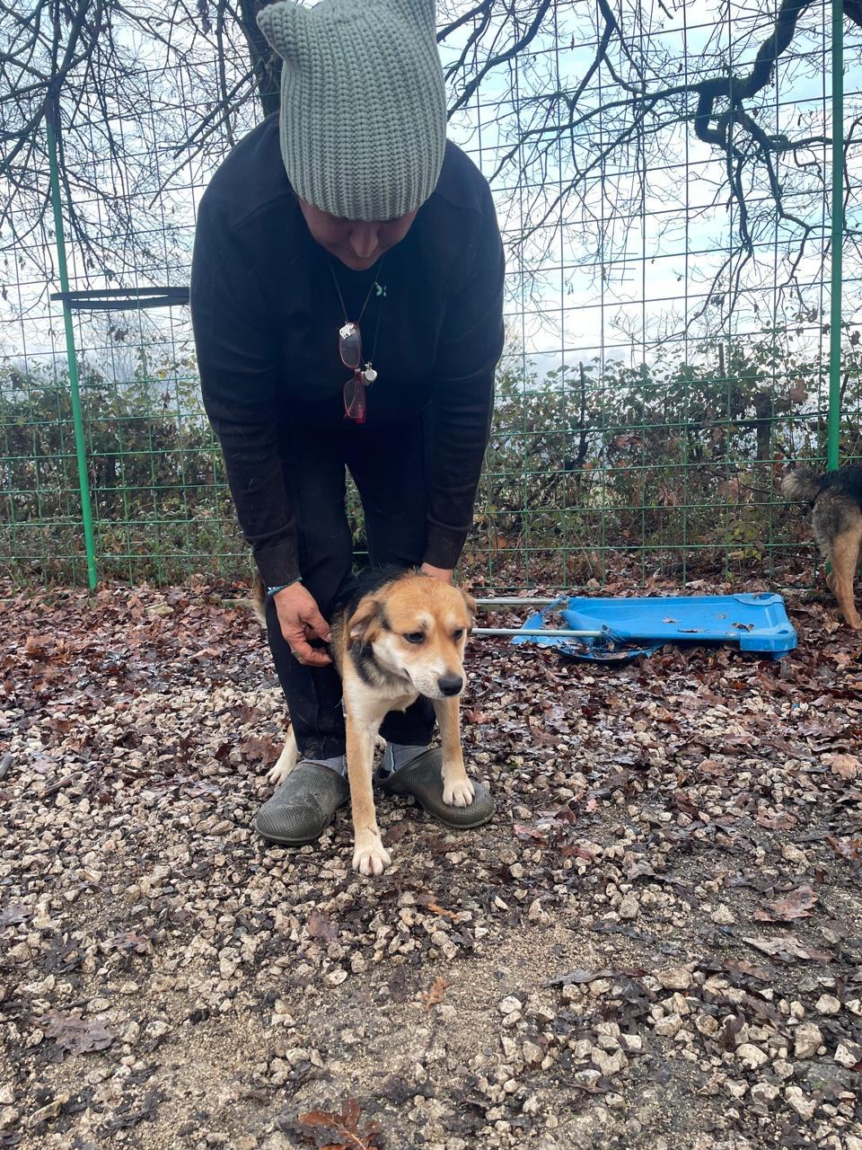 Enlarge Victor, a Adoptable mixed breed in silver spring, MD image 4/4