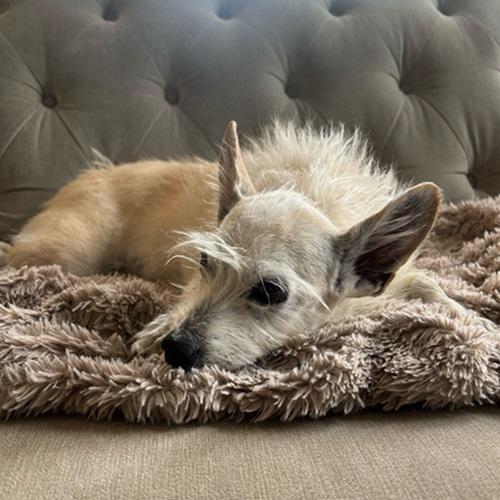 Enlarge Phoebe, a ADOPTABLE mixed breed in Denver, CO image 2/2