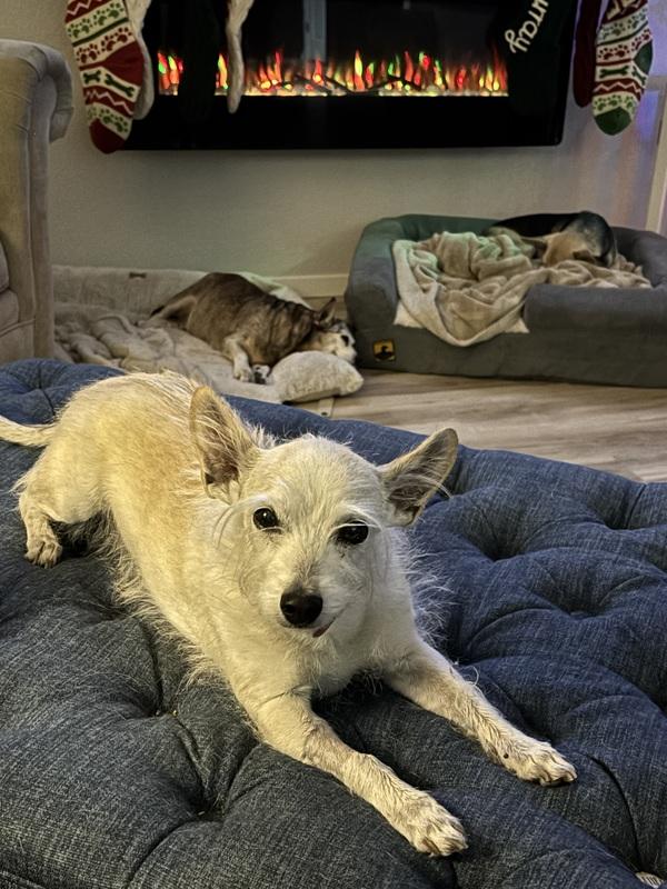 Phoebe, ADOPTABLE, Senior Female Cairn Terrier.