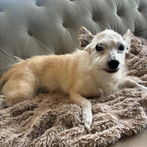 Enlarge Phoebe, a ADOPTABLE mixed breed in Denver, CO image 1/2