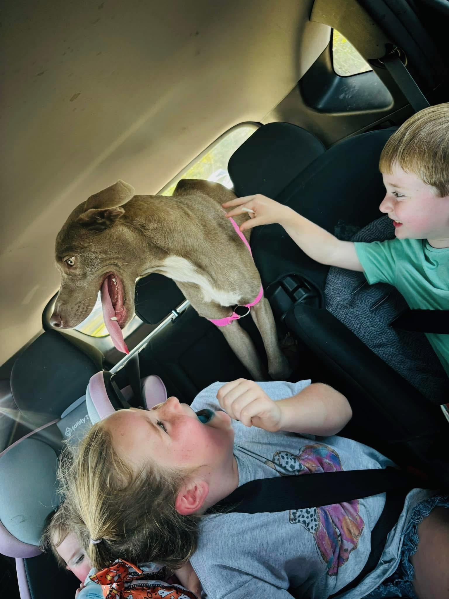 Lucy, a Adoptable mixed breed in Mobile, AL image 4/4