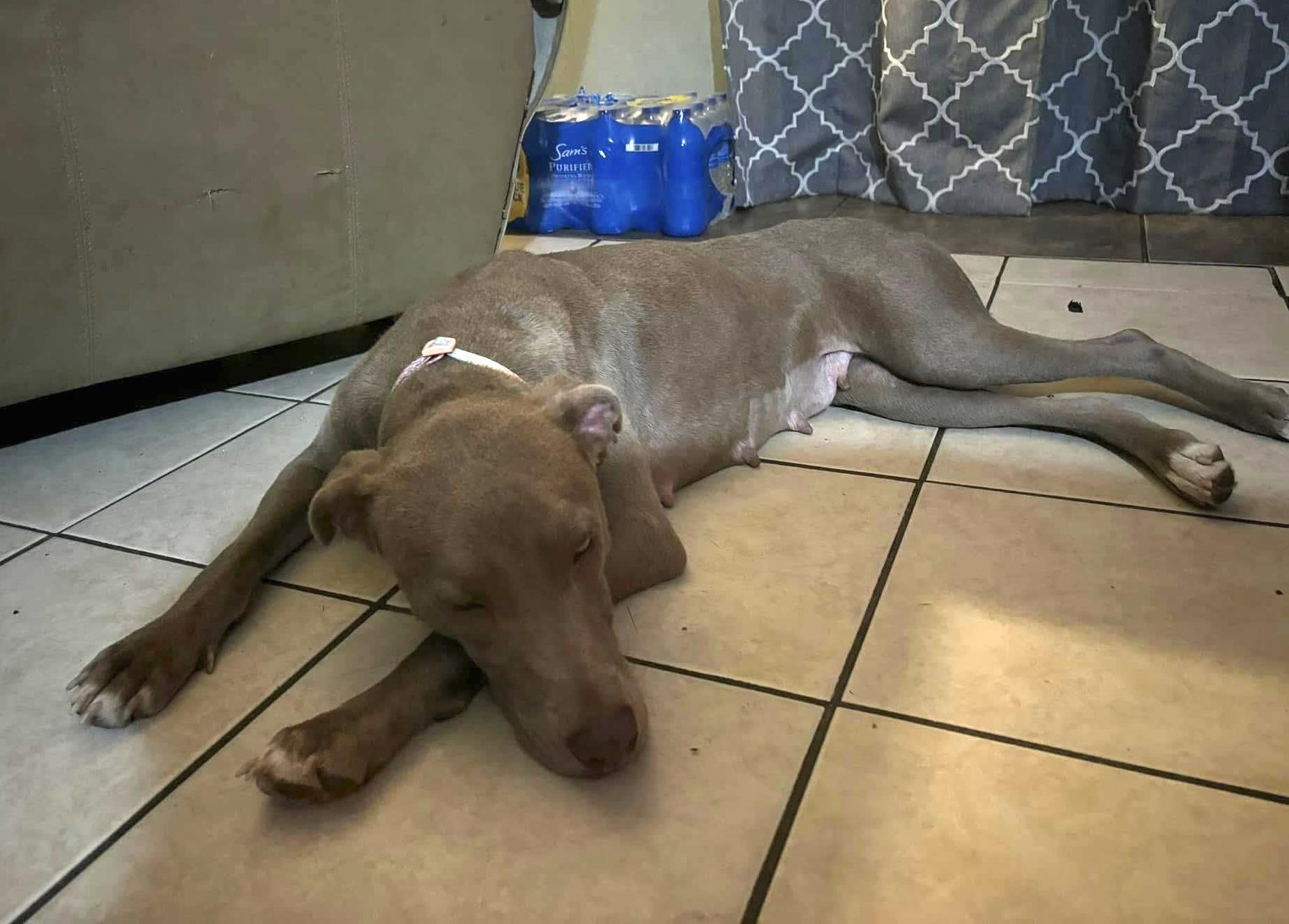 Lucy, a Adoptable mixed breed in Mobile, AL image 3/4