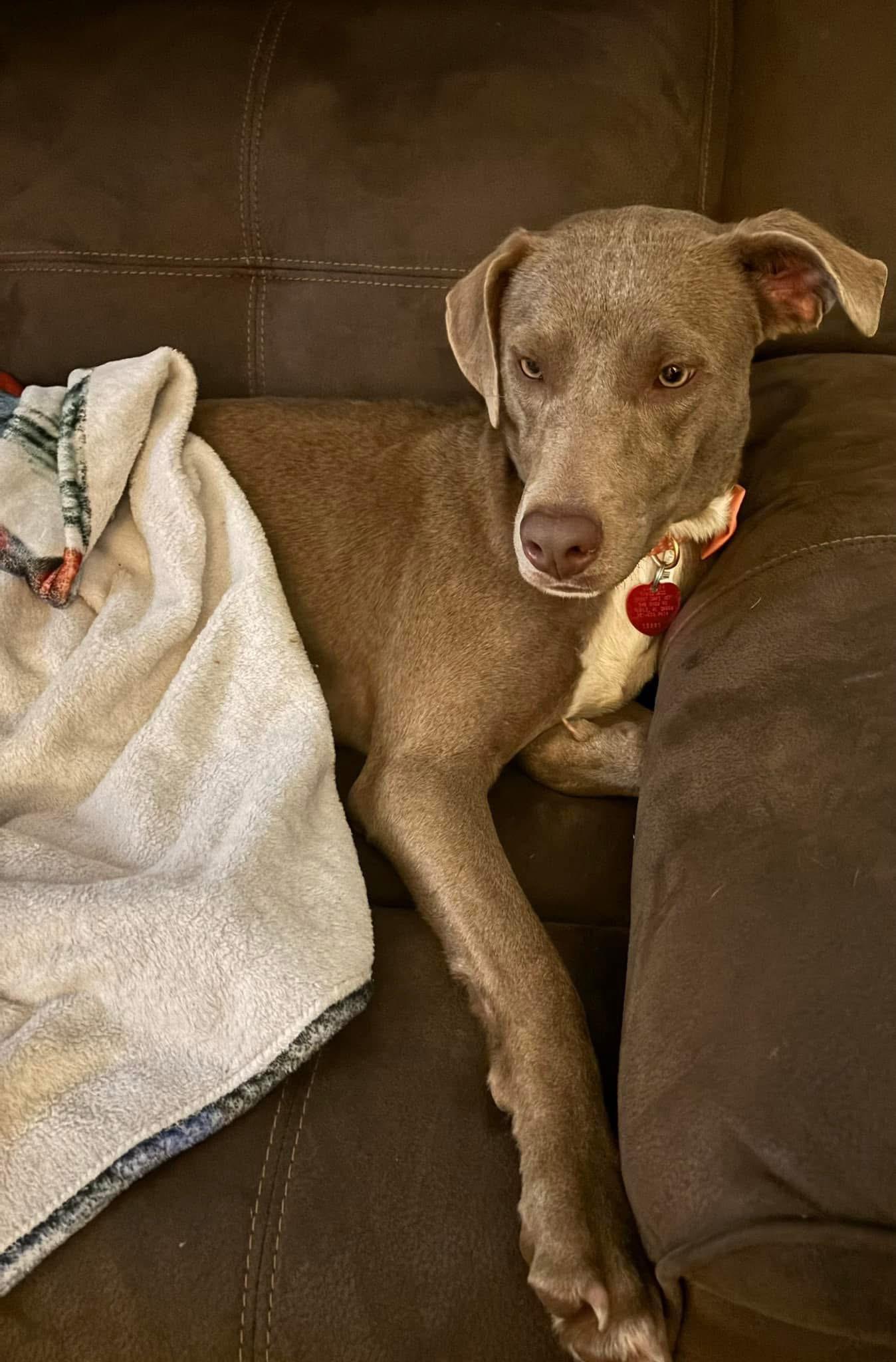 Lucy, a Adoptable mixed breed in Mobile, AL image 1/4