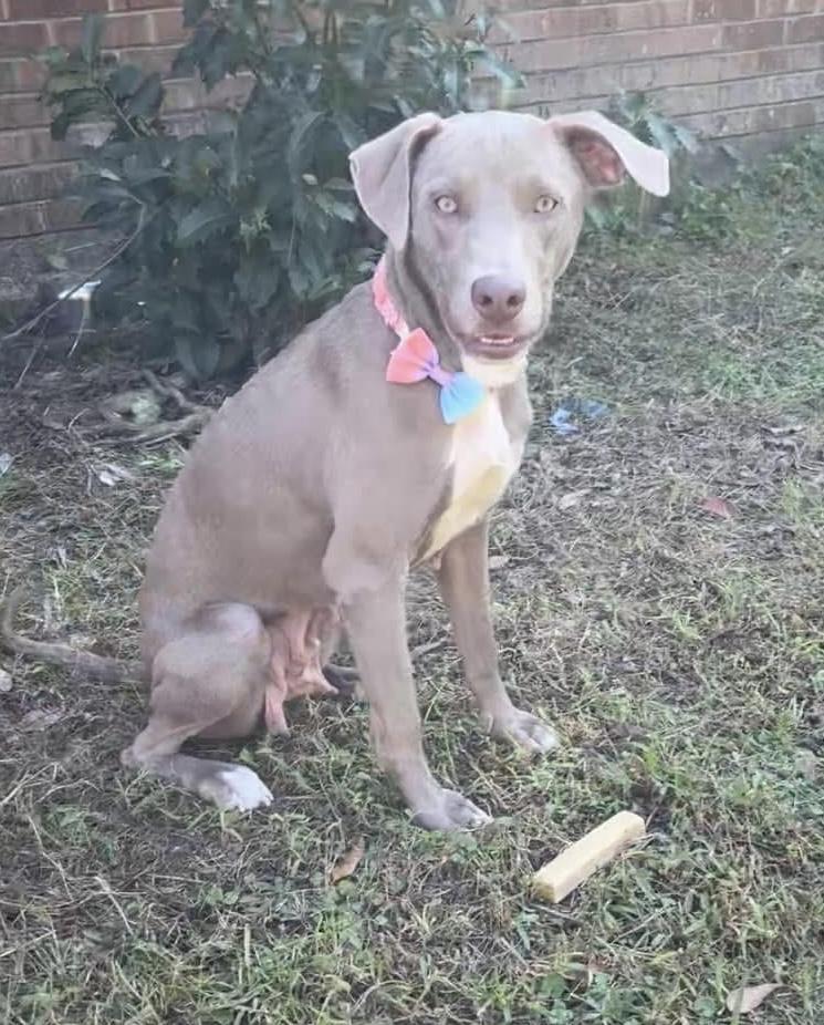 Lucy, a Adoptable mixed breed in Mobile, AL image 2/4