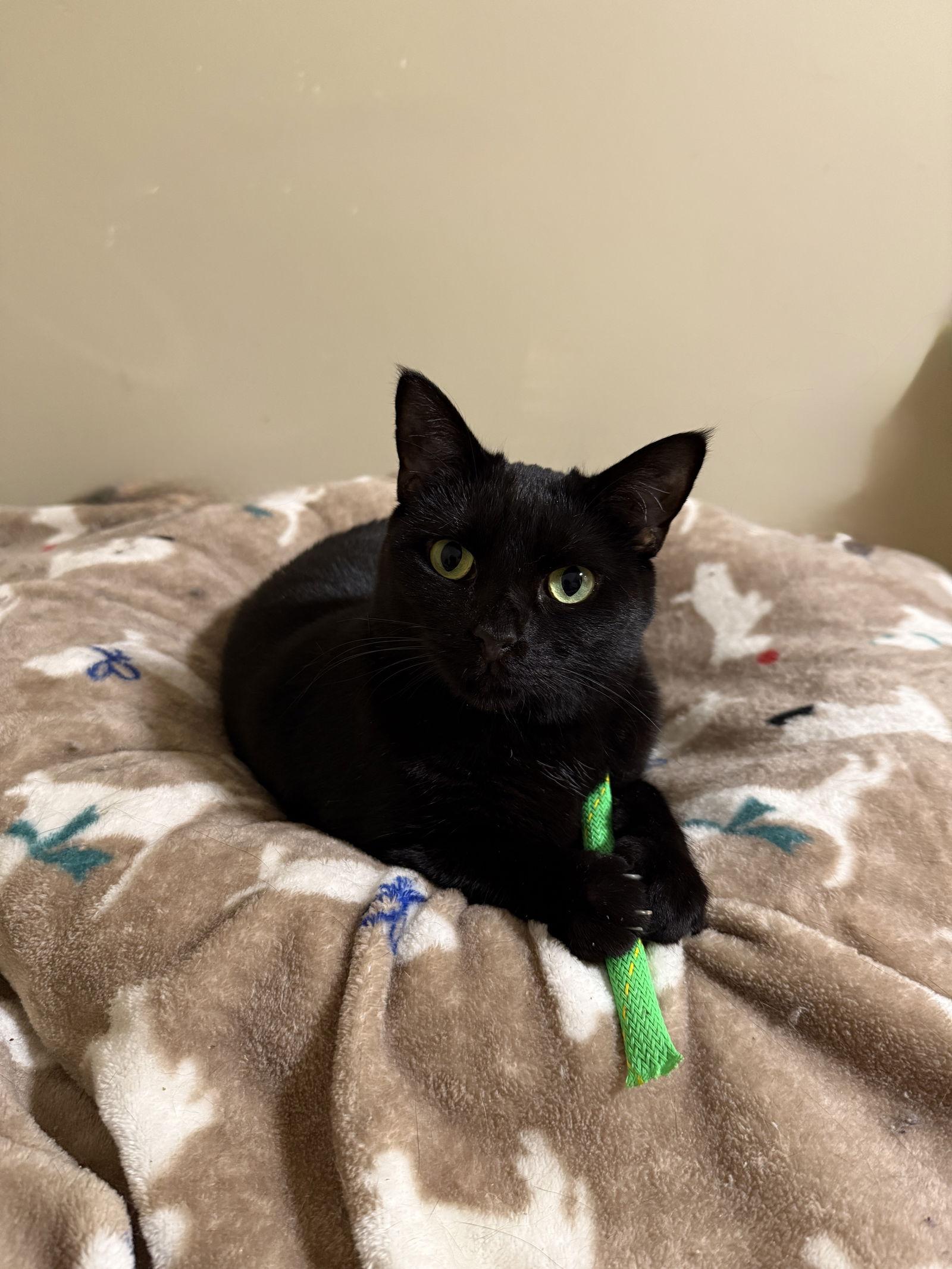 Micha, a Adoptable Domestic Short Hair in East Derry, NH image 1/3