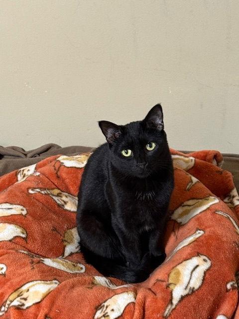 Micha, a Adoptable Domestic Short Hair in East Derry, NH image 2/3