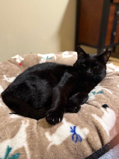 Micha, a Adoptable Domestic Short Hair in East Derry, NH image 3/3