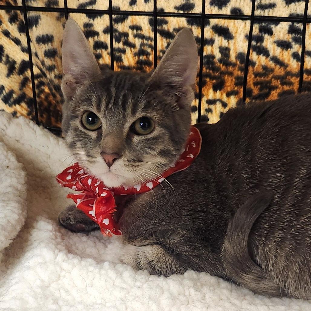 Enlarge Caliel, a Adoptable Domestic Short Hair in Brighton, MO image 1/6