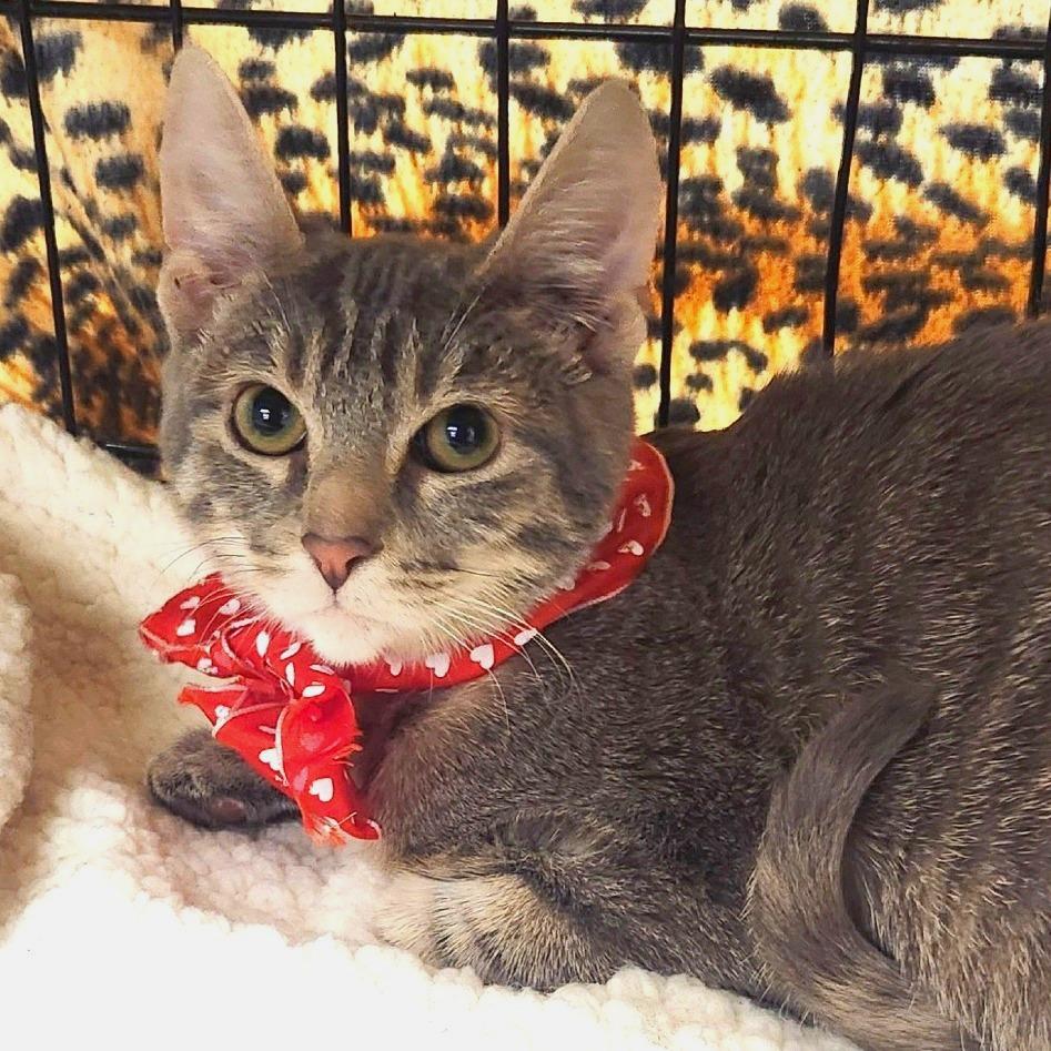 Enlarge Caliel, a Adoptable Domestic Short Hair in Brighton, MO image 1/6