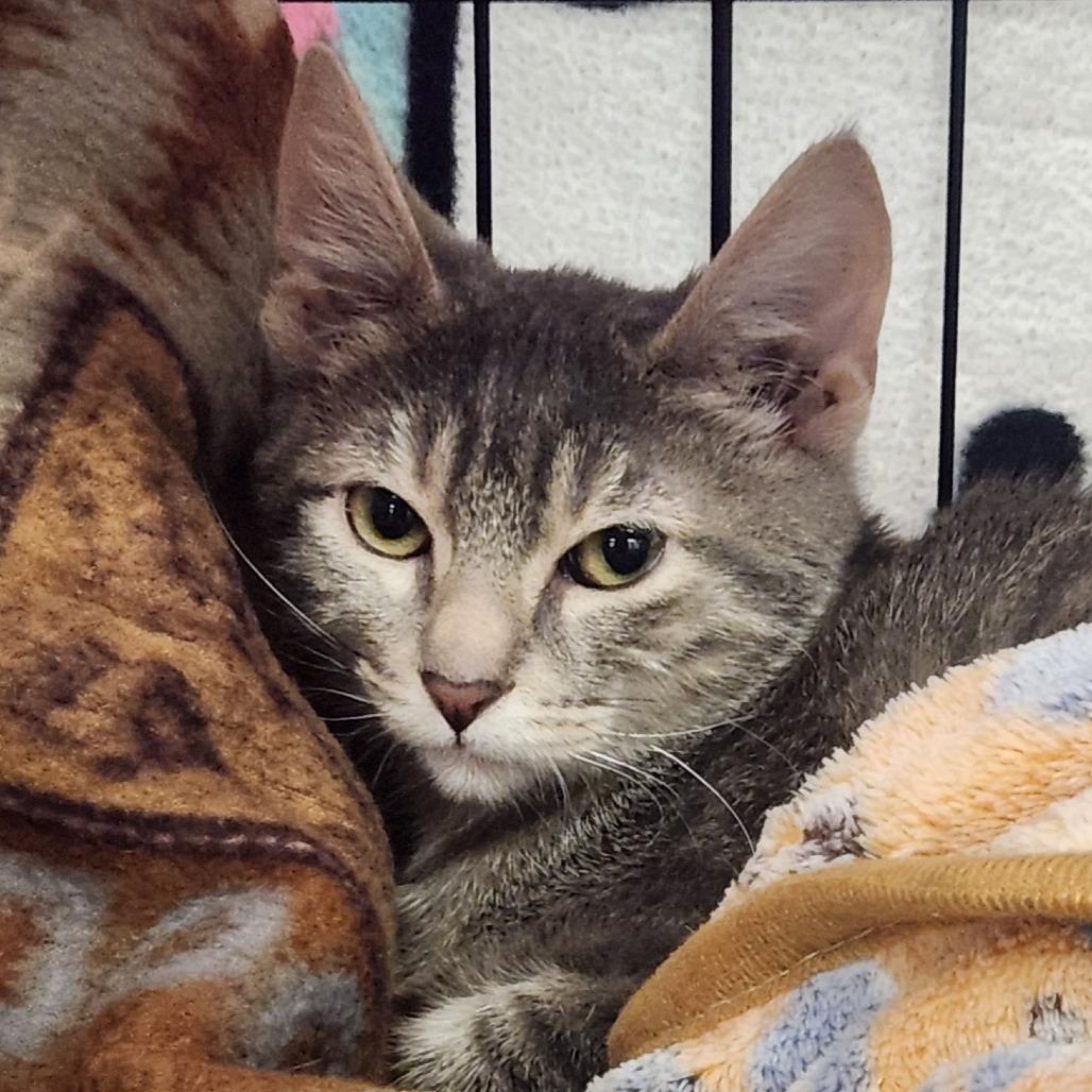 Enlarge Caliel, a Adoptable Domestic Short Hair in Brighton, MO image 3/6