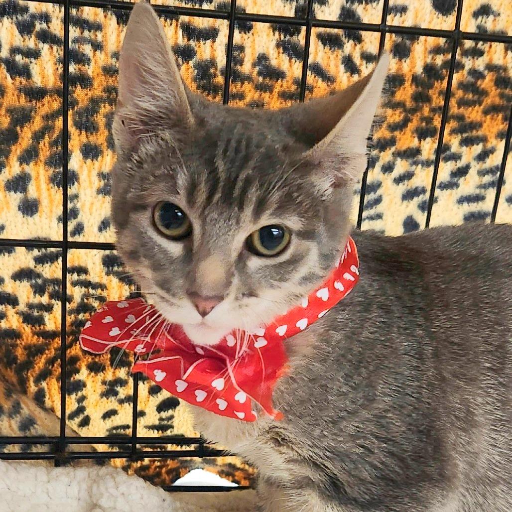 Enlarge Caliel, a Adoptable Domestic Short Hair in Brighton, MO image 4/6