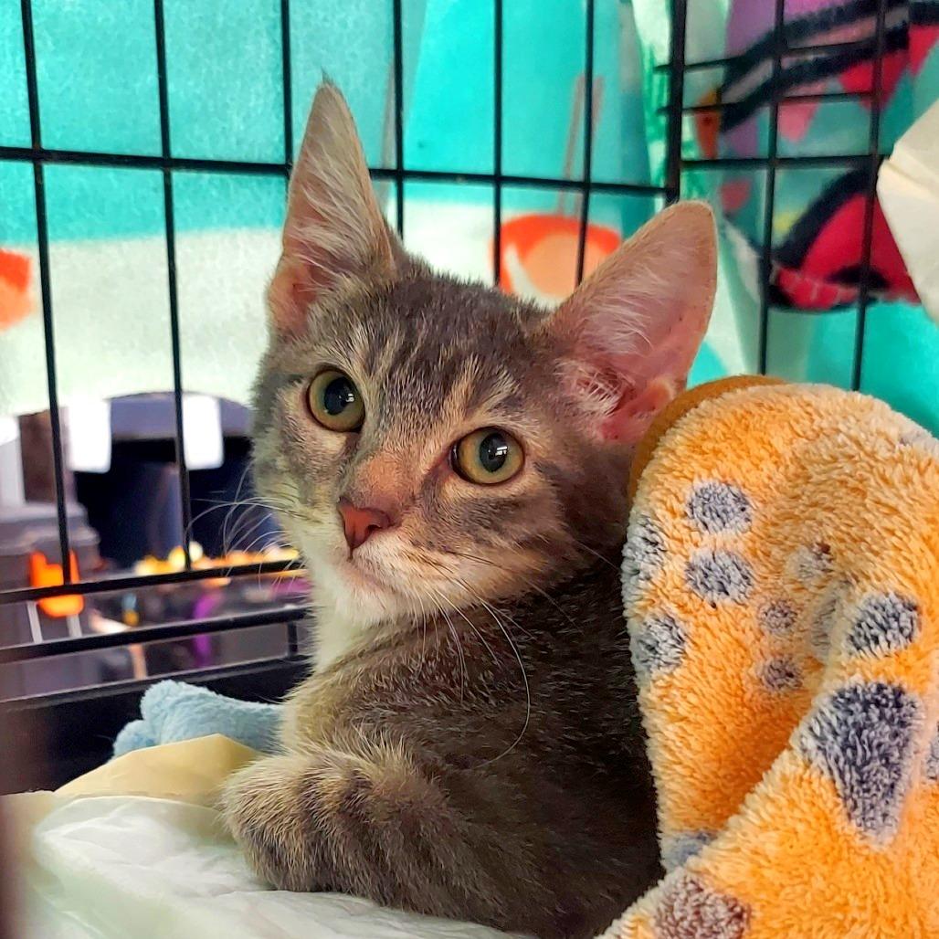 Caliel, a Adoptable Domestic Short Hair in Brighton, MO image 4/6