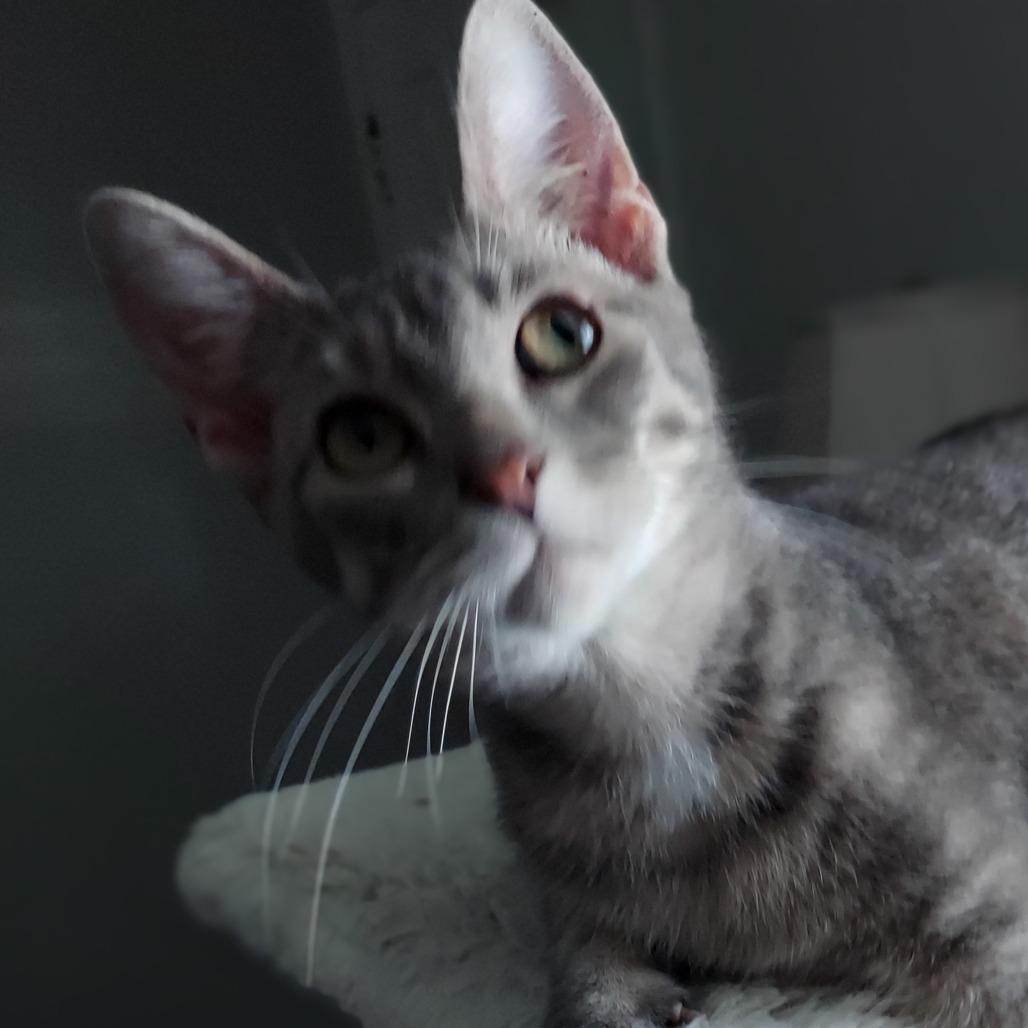 Enlarge Caliel, a Adoptable Domestic Short Hair in Brighton, MO image 4/6